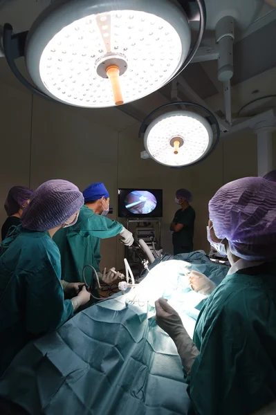 Groupe de médecin vétérinaire en salle d'opération pour chirurgie laparoscopique — Photo