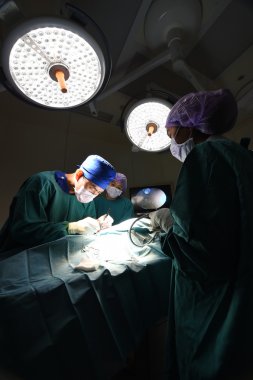 Veteriner Cerrahi operasyon odasında grup