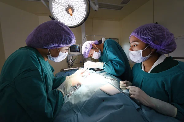 Group of veterinarian surgery in operation room — Stock Photo, Image