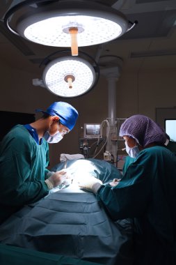 Veteriner Cerrahi operasyon odasında grup