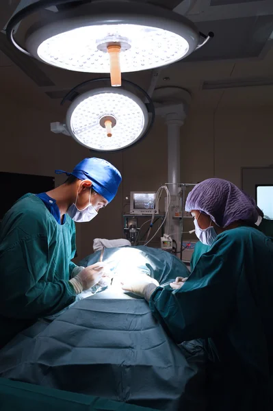 Grupo de cirurgia veterinária na sala de operação — Fotografia de Stock