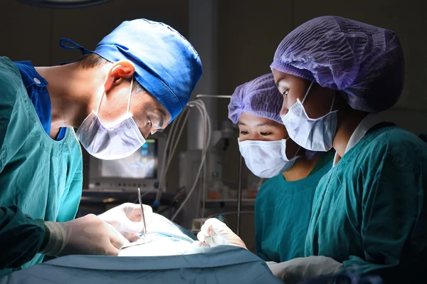 Grup de chirurgie veterinară în sala de operații — Fotografie, imagine de stoc