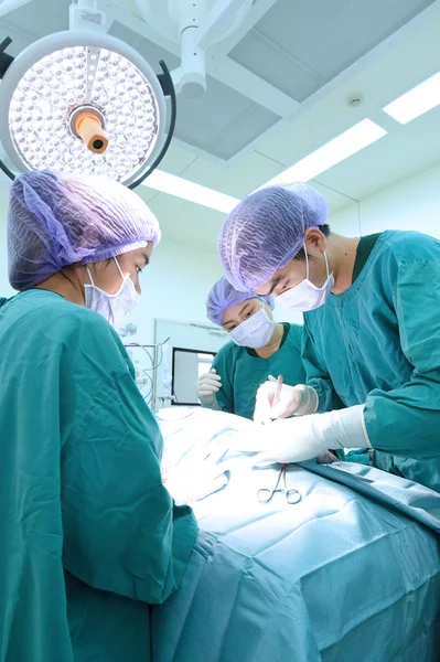 Groep van dierenarts chirurgie in operatie kamer — Stockfoto