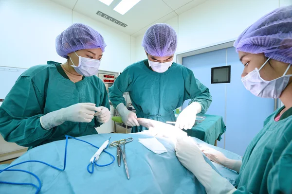 Grupo de cirurgia veterinária na sala de operação — Fotografia de Stock