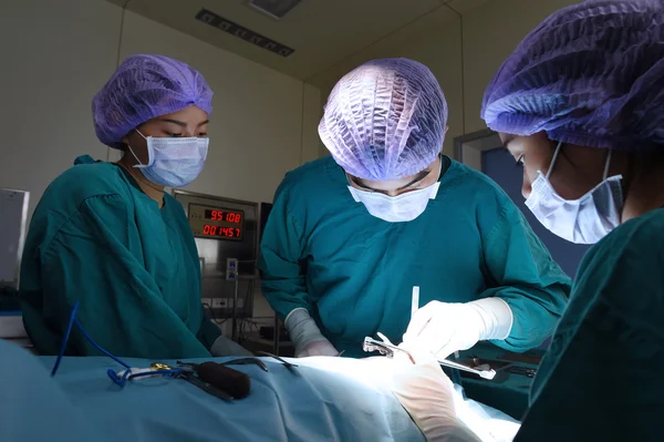 Veteriner Cerrahi operasyon odasında grup — Stok fotoğraf