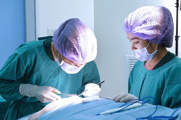Kaksi eläinlääkäriä leikkaussalissa — kuvapankkivalokuva