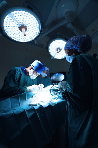 group of veterinarian surgery in operation room