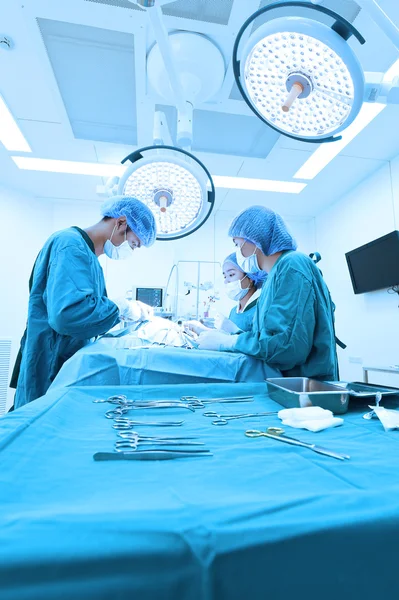 Groupe de chirurgie vétérinaire en salle d'opération — Photo