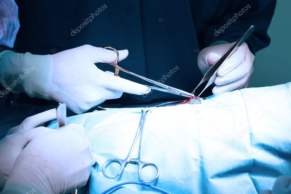 veterinarian doctor in operation room for surgical