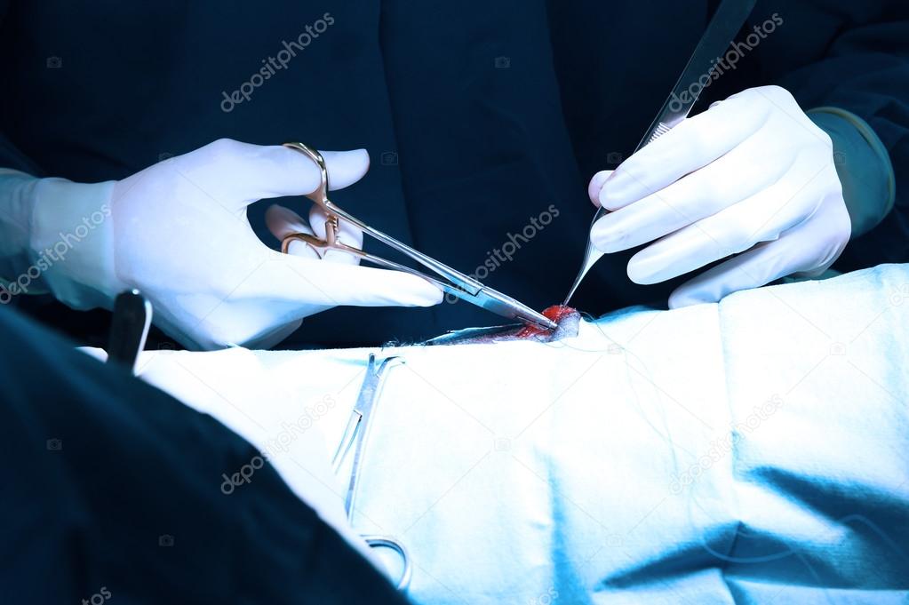 veterinarian doctor in operation room for surgical