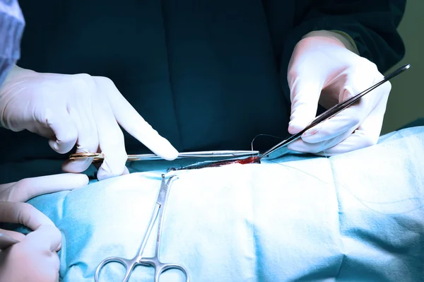 Médico veterinário em sala de operação para cirurgia — Fotografia de Stock