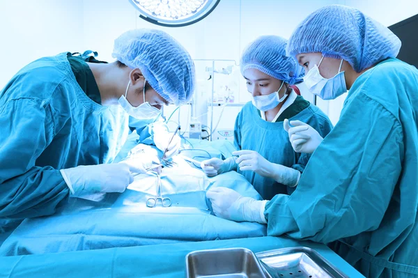 Groupe de chirurgie vétérinaire en salle d'opération — Photo