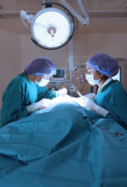 Ameliyathanede iki veteriner cerrah var.