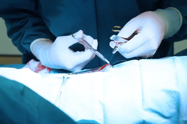 Médico veterinario en quirófano para cirugía — Foto de Stock