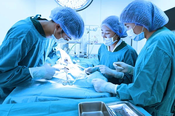 Groep van dierenarts chirurgie in operatie kamer — Stockfoto