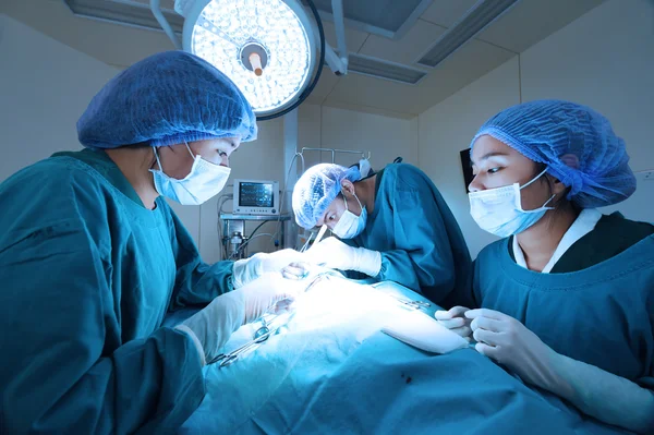 Grupo de cirurgia veterinária na sala de operação — Fotografia de Stock