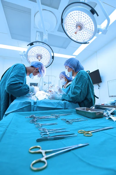 Groep van dierenarts chirurgie in operatie kamer — Stockfoto