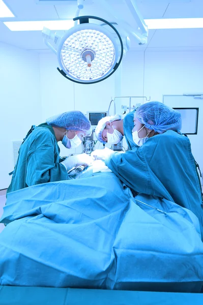 Groupe de chirurgie vétérinaire en salle d'opération — Photo