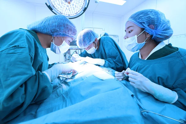 Grupo de cirurgia veterinária na sala de operação — Fotografia de Stock