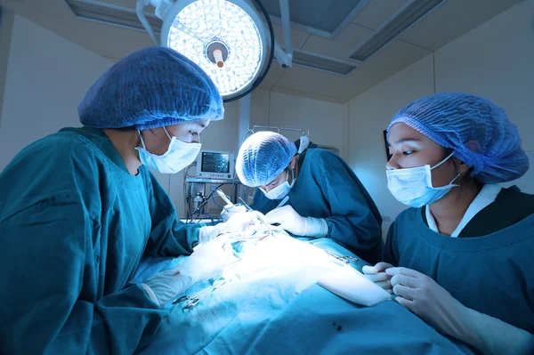 Grupo de cirurgia veterinária na sala de operação — Fotografia de Stock