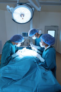 Veteriner Cerrahi operasyon odasında grup