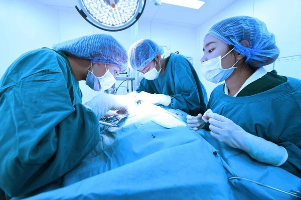 Groupe de chirurgie vétérinaire en salle d'opération — Photo