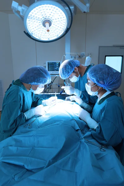 Groep van dierenarts chirurgie in operatie kamer — Stockfoto