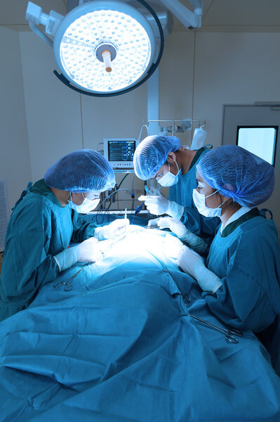 group of veterinarian surgery in operation room
