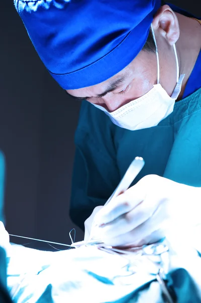 Cirugía veterinaria en sala de operaciones — Foto de Stock