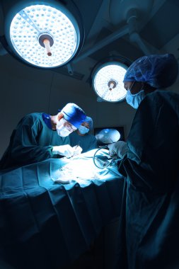 Veteriner Doktor için operasyon odasında grup Laparoskopik cerrahi