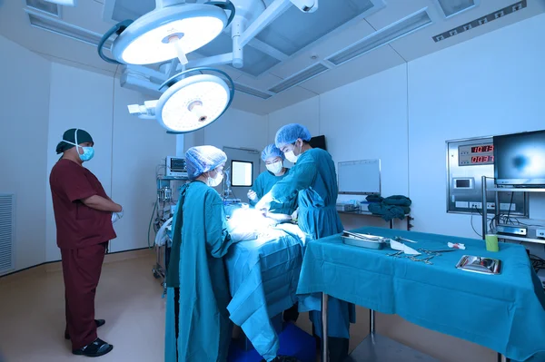 Veteriner Cerrahi operasyon odasında grup