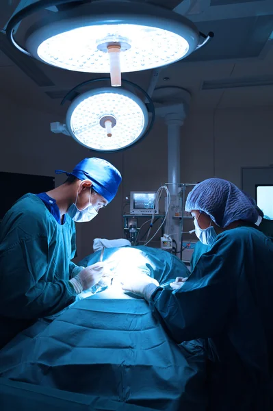 Группа ветеринарной хирургии в операционной — стоковое фото