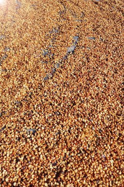 Güneşte kuruyan kahve çekirdeklerini kapat.          