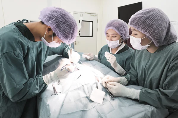 Grupo de cirurgia veterinária na sala de operação — Fotografia de Stock