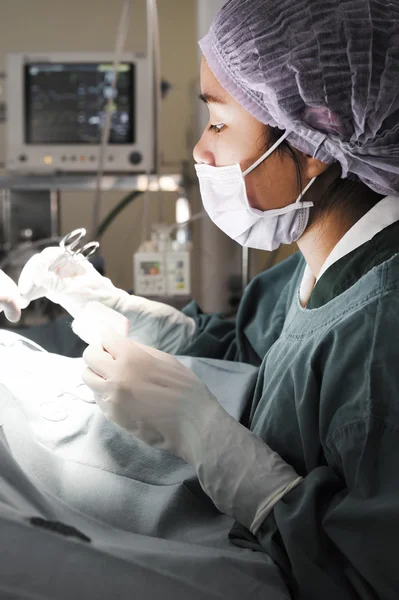 Veterinarian surgery in operation room — Stock Photo, Image