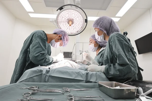 Groep van dierenarts chirurgie in operatie kamer — Stockfoto