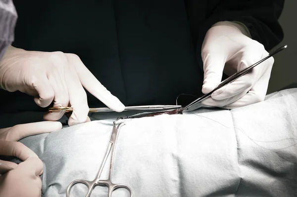 Médico veterinário em sala de operação para cirurgia — Fotografia de Stock