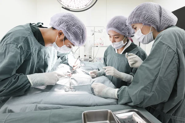 Kelompok dokter hewan melakukan operasi di ruang operasi — Stok Foto