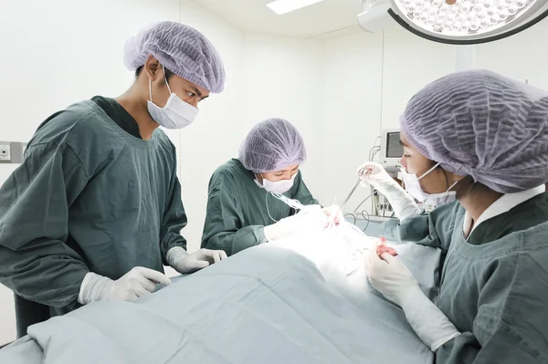 Groep van dierenarts chirurgie in operatie kamer — Stockfoto