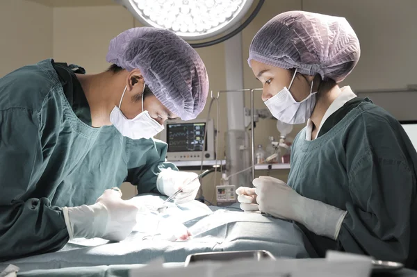 Kaksi eläinlääkäriä leikkaussalissa — kuvapankkivalokuva