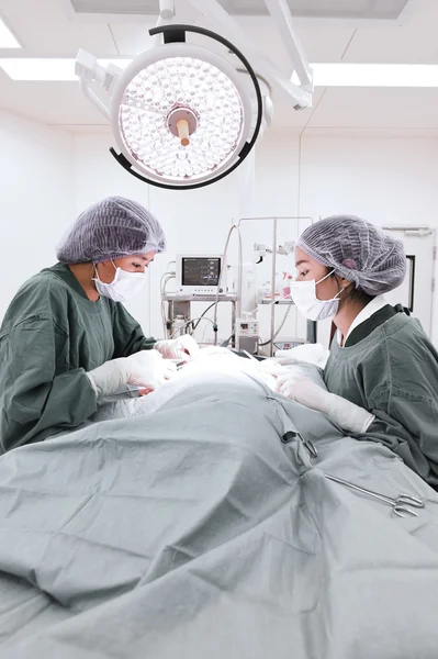 Dois cirurgiões veterinários na sala de operações — Fotografia de Stock