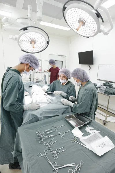 Groupe de chirurgie vétérinaire en salle d'opération — Photo