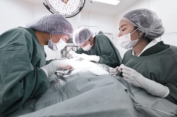 Group of veterinarian surgery in operation room — Stock Photo, Image