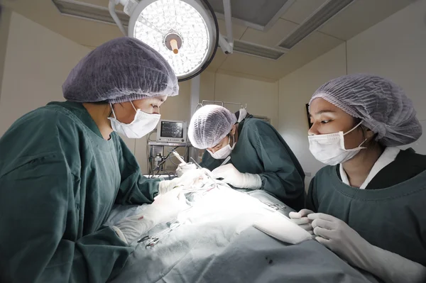Gruppe af dyrlæge kirurgi i operationsrummet - Stock-foto