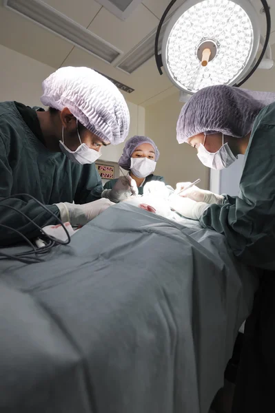 Groep van dierenarts chirurgie in operatie kamer — Stockfoto