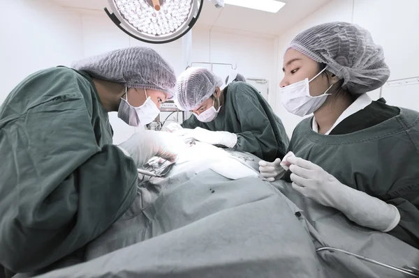 Grupo de cirurgia veterinária na sala de operação — Fotografia de Stock