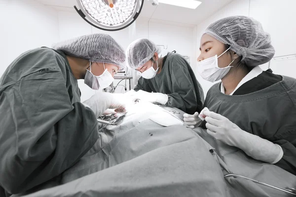 Grupa operacji lekarz weterynarii w serwerowni — Zdjęcie stockowe