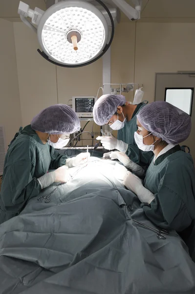 Skupina veterinární chirurgie v provozu místnosti — Stock fotografie