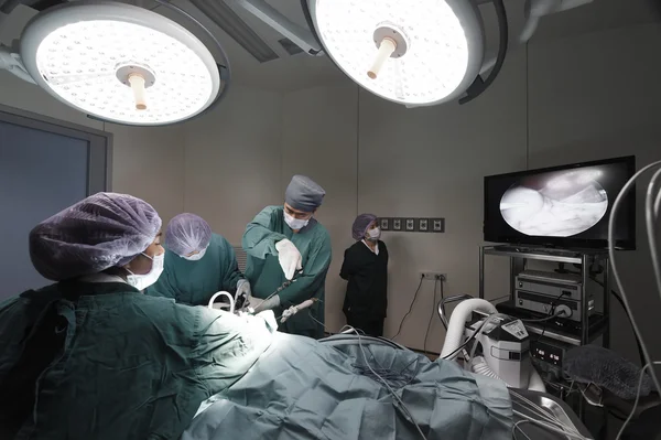 Groupe de médecin vétérinaire en salle d'opération pour chirurgie laparoscopique — Photo