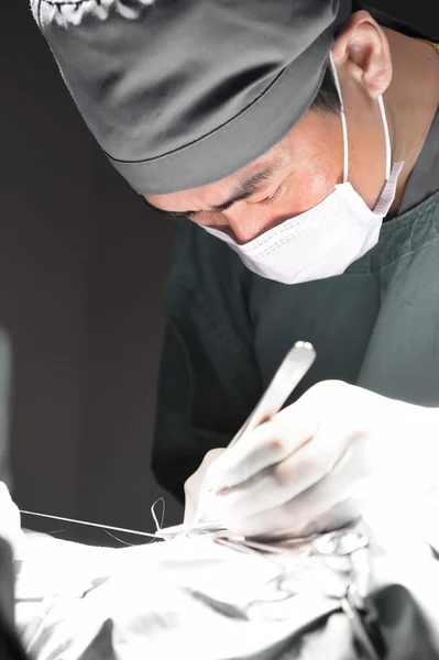 Cirugía veterinaria en sala de operaciones — Foto de Stock